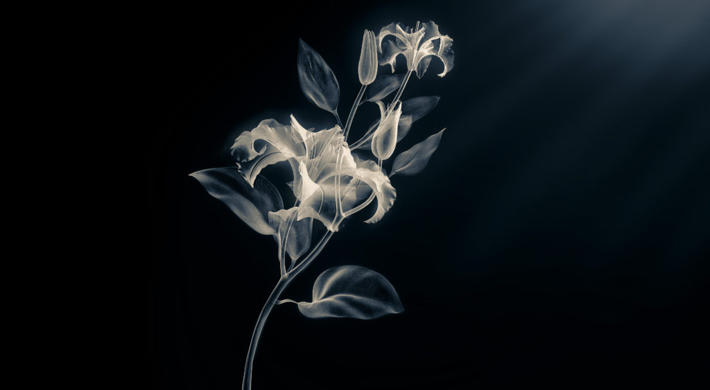 500x_orchidea